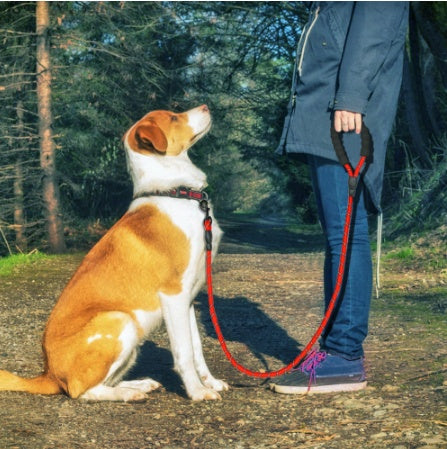 LumiLeash – Reflective, Durable & Stylish